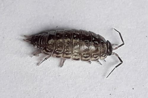 Philoscia muscorum